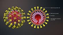 coronavirus